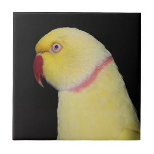 Lutino Indian Ringneck Parakeet Pose Ceramic Tile