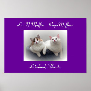 Luv N Muffin RagaMuffin Cats & Kittens Poster