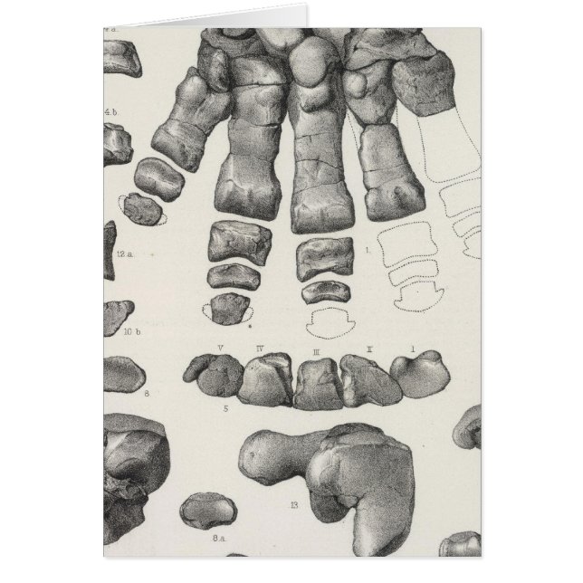 LX Coryphodon No II (Front)