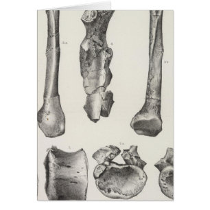 LXIII Coryphodons