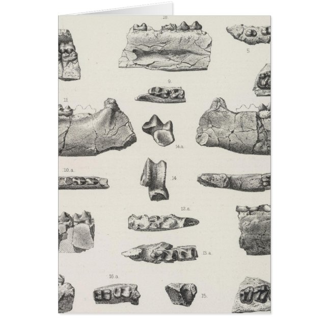 LXVI Hyracotherium, Meniscotherium (Front)