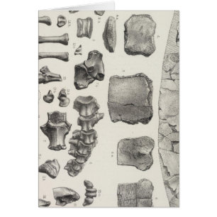 LXVII Testudo, Vultur