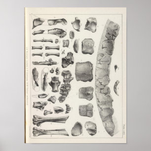 LXVII Testudo, Vultur Poster