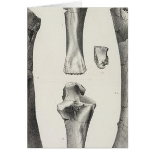 LXXII Mastodon productus