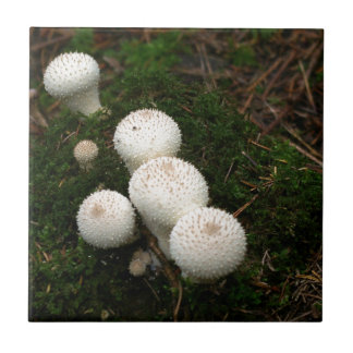 Lycoperdon puffball mushrooms ceramic tile