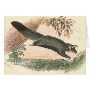 Lydekker - Squirrel Flying Phalanger/Possum