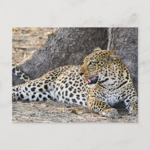 Lying Down Leopard On A Ground Postcard