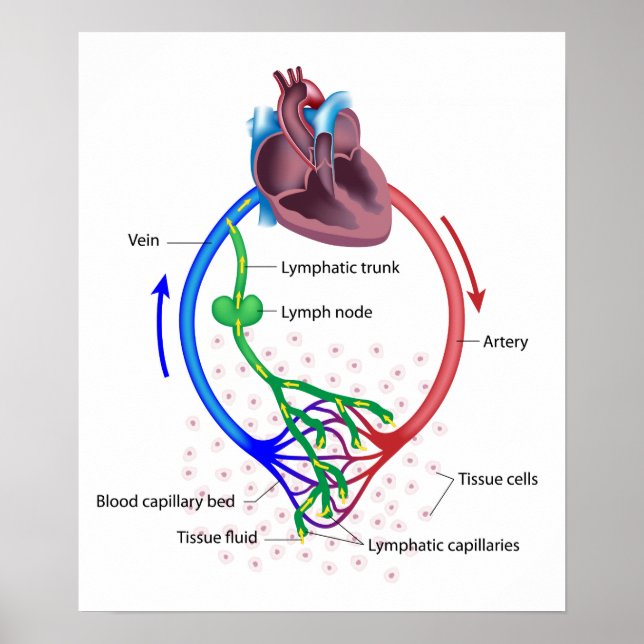 lymph fluid exchange labelled diagram poster (Front)
