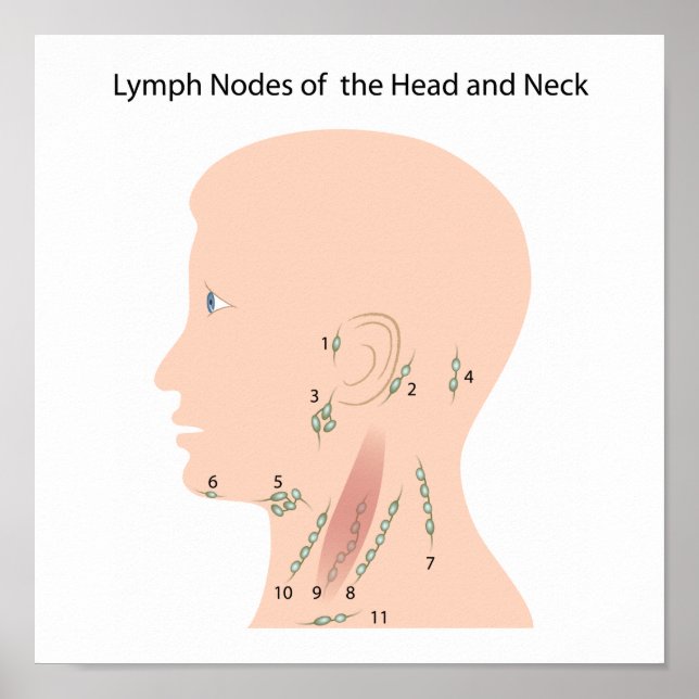 Lymph nodes of the head and neck Poster (Front)