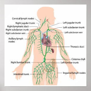 Lymphatic drainage labelled poster