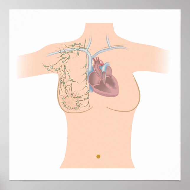 Lymphatic drainage of the breast poster (Front)