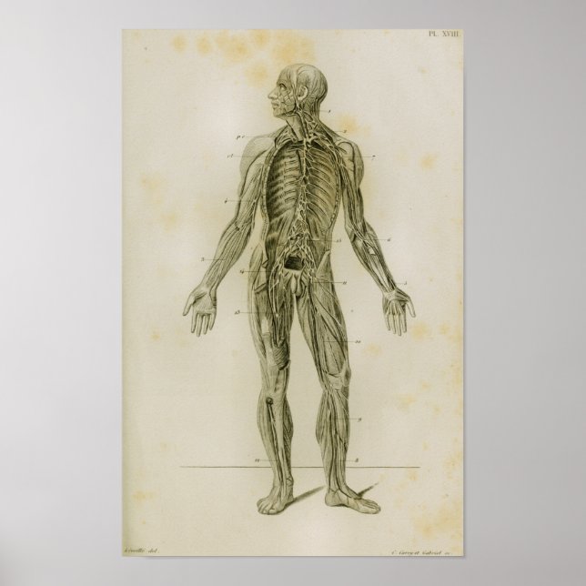 Lymphatic System Vintage Anatomy Print (Front)