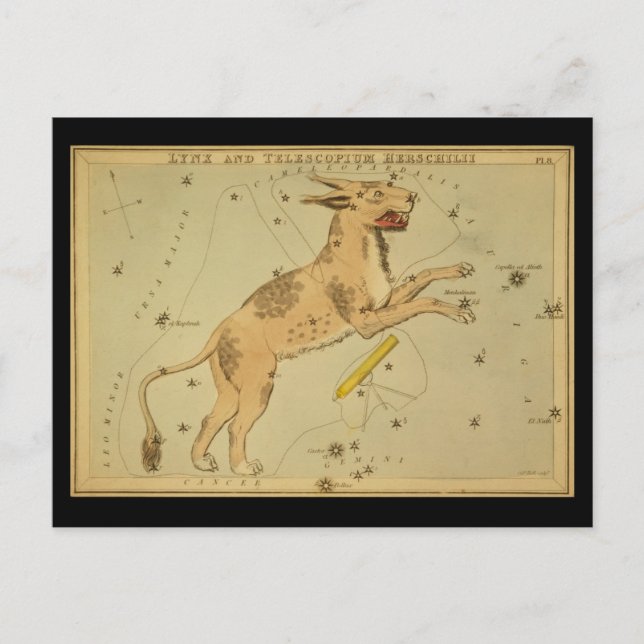 Lynx and Telescopium Herschilii Postcard (Front)