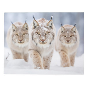 Lynx Animal Family Wandering Nature Notepad