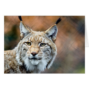 Lynx Bobcat Wildlife Predator Cat