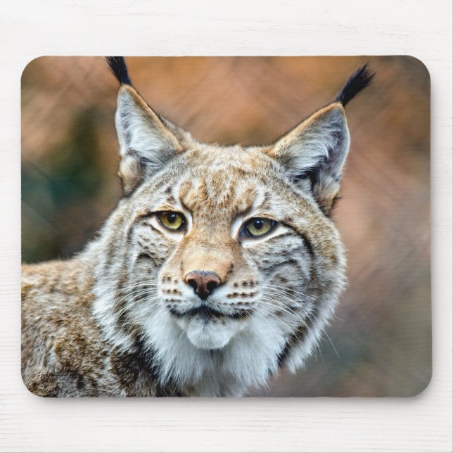 Lynx Bobcat Wildlife Predator Cat Mouse Pad (Front)
