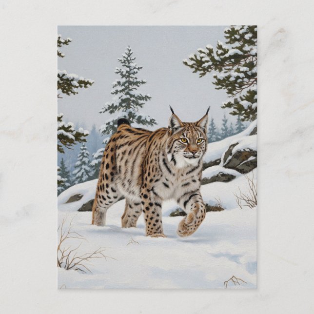 Lynx in Fulufjället National Park Sweden Travel Postcard (Front)