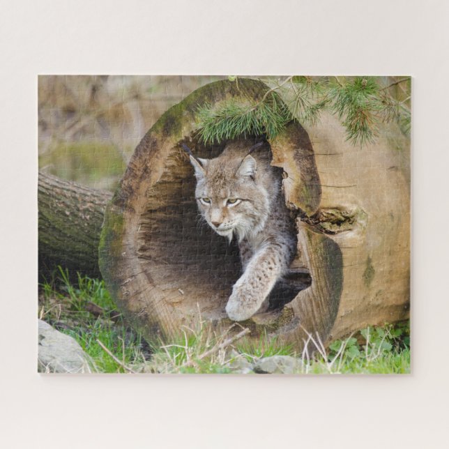 Lynx in Log Jigsaw Puzzle (Horizontal)