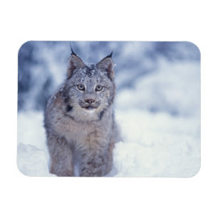 Lynx in the snow in the foothills magnet