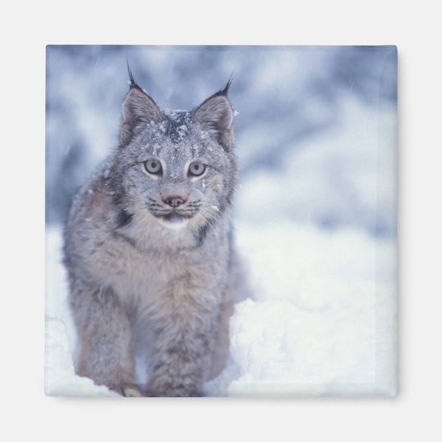 Lynx in the snow in the foothills magnet (Front)