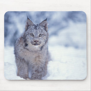 Lynx in the snow in the foothills mouse pad