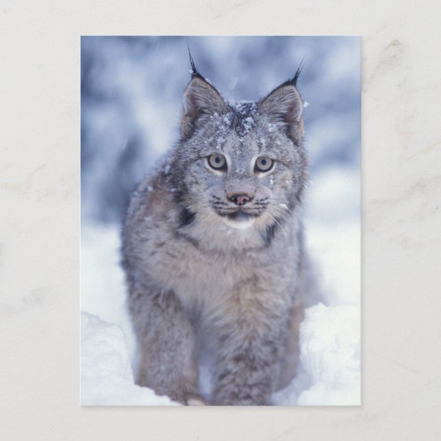 Lynx in the snow in the foothills postcard (Front)