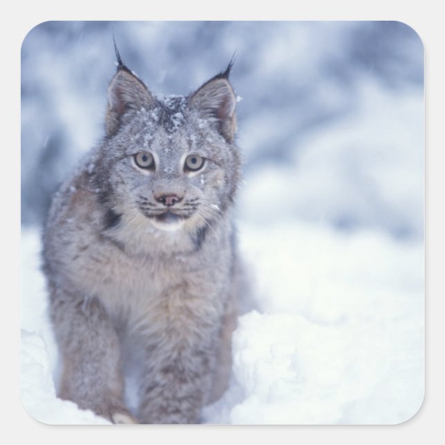 Lynx in the snow in the foothills square sticker (Front)
