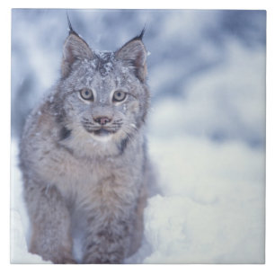 Lynx in the snow in the foothills tile