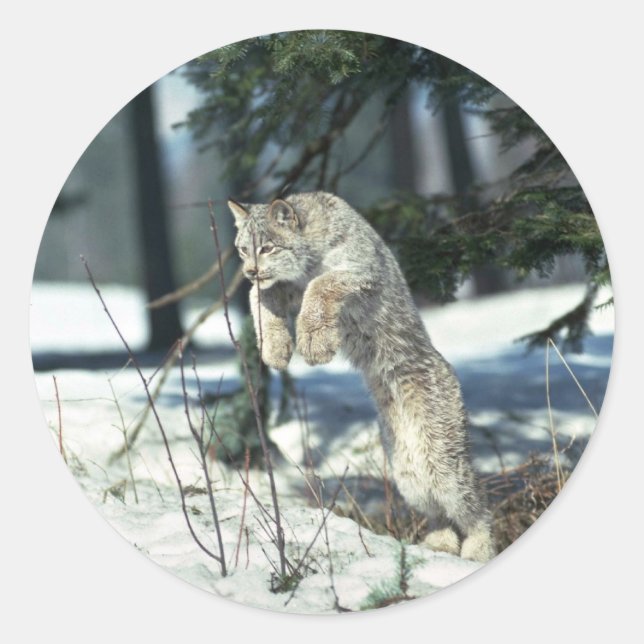 Lynx leaping, bounding on snow classic round sticker (Front)