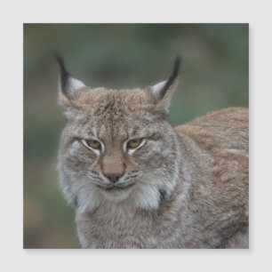 Lynx Looking At You