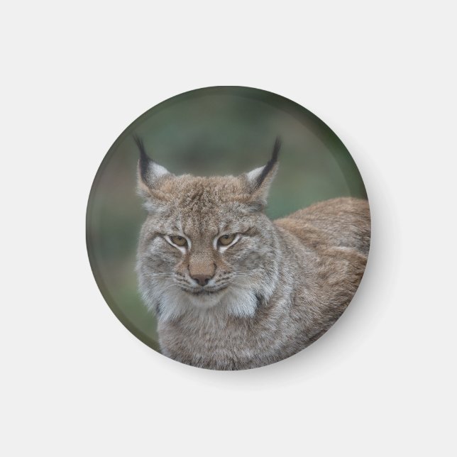 Lynx Looking At You Magnet (Front)