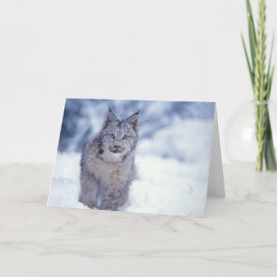 lynx, Lynx lynx, in the snow in the foothills of Card