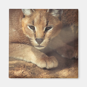 Lynx Magnet