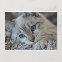 Lynx Point Siamese