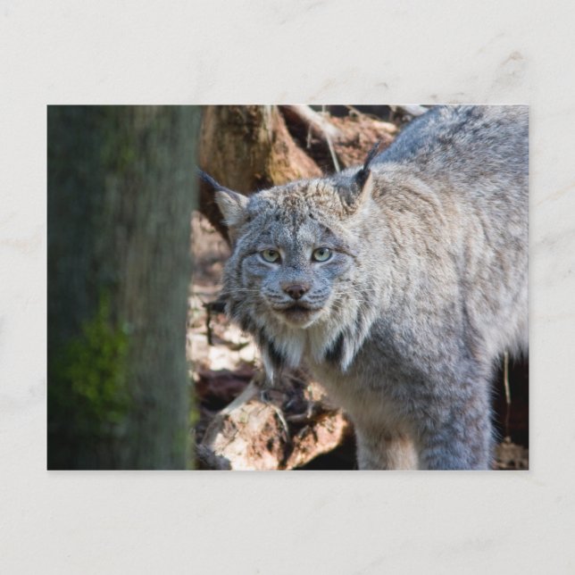 Lynx Postcard (Front)