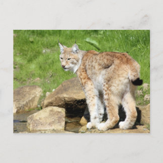 Lynx Postcard