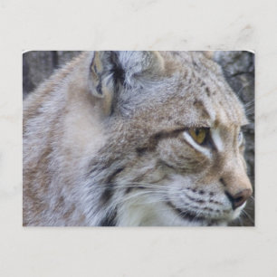 Lynx Postcard