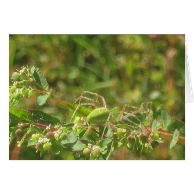 Lynx Spider (Front Horizontal)
