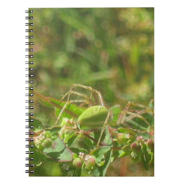 Lynx Spider Notebook (Front)