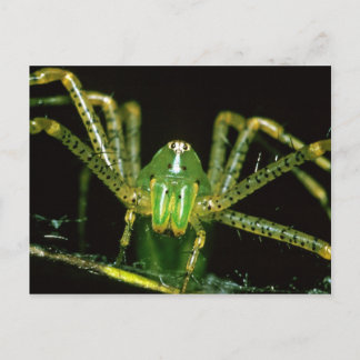 Lynx Spider Postcard