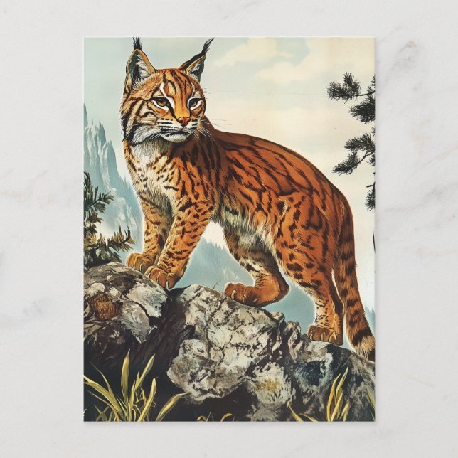 Lynx vintage postcard (Front)