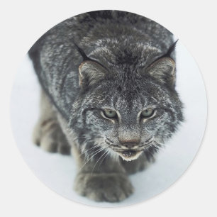 Lynx Winter Classic Round Sticker