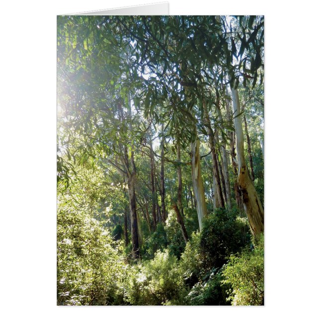 "Lyrebird Forest"  photographic everyday card (Front)