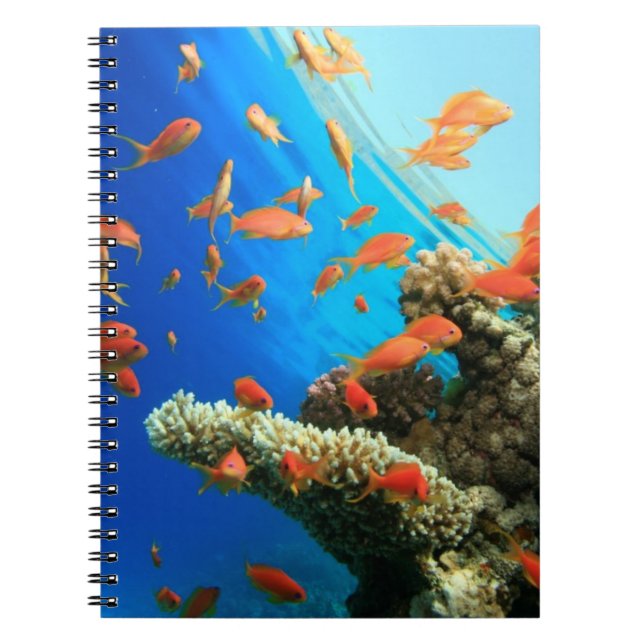 Lyretail anthias on coral reef notebook (Front)