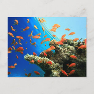Lyretail anthias on coral reef postcard