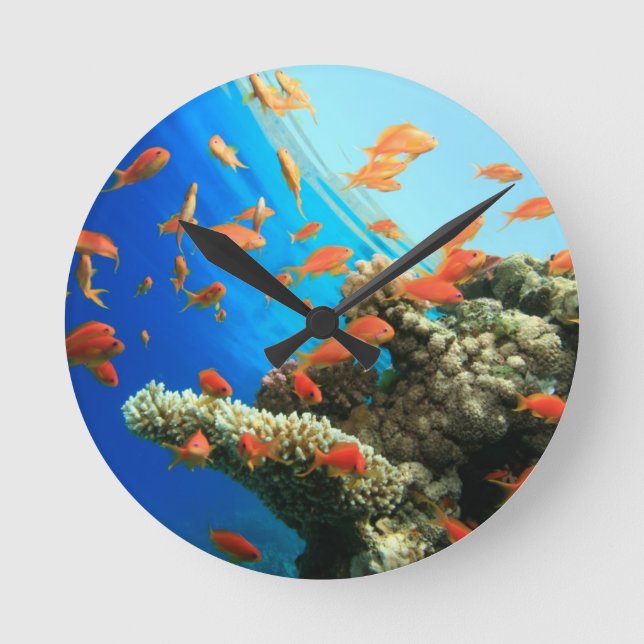 Lyretail anthias on coral reef round clock (Front)