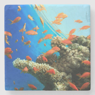 Lyretail anthias on coral reef stone coaster