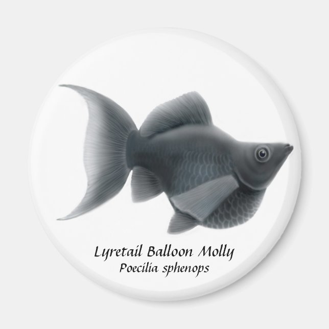 Lyretail Balloon Molly Magnet (Front)