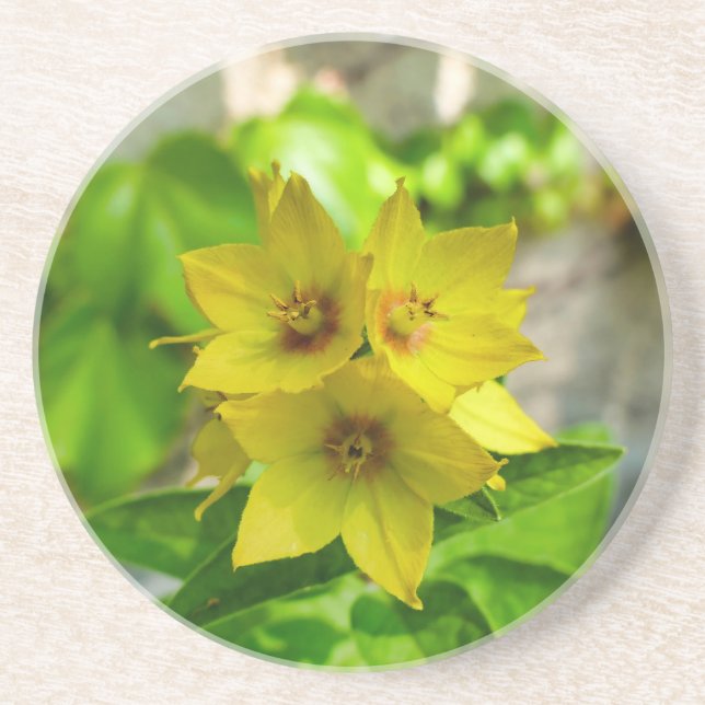 Lysimachia punctata coaster (Front)