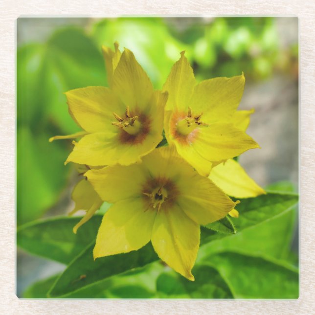 Lysimachia punctata glass coaster (Front)